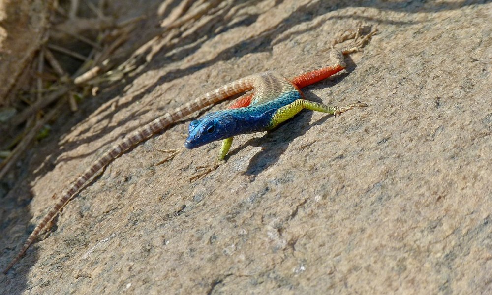 Platysaurus broadleyi
