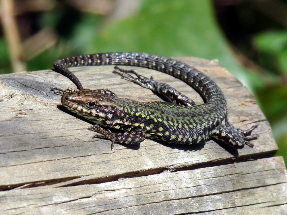 Podarcis muralis