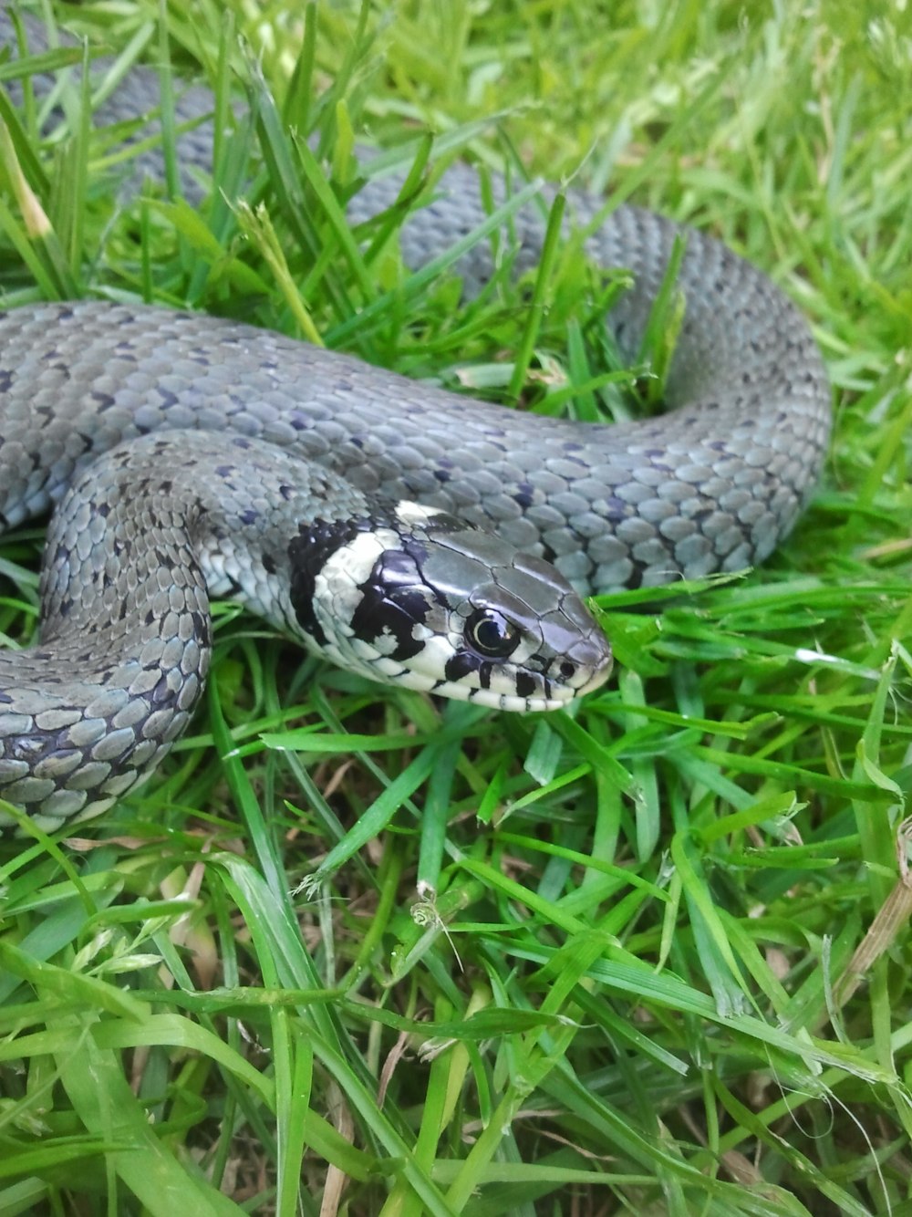Обыкновенная гадюка (Vipera berus)