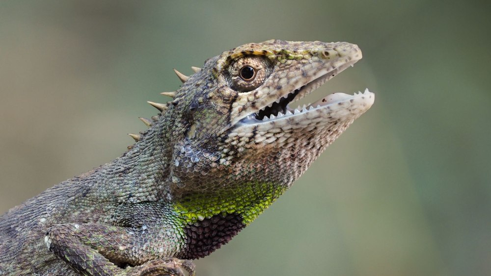 Reptile 4k