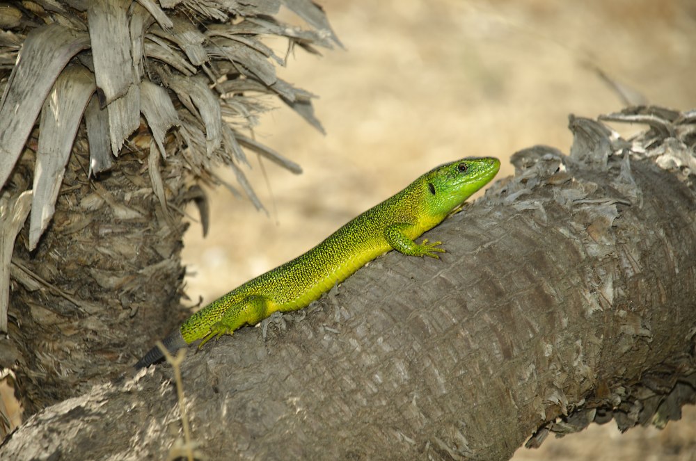 Lacerta bilineata