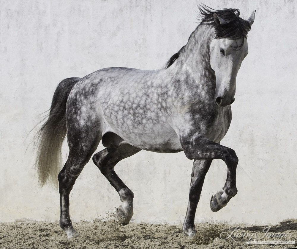 Порода лошадей иберийская
