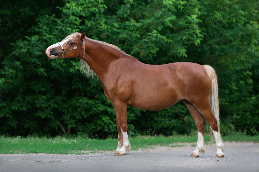 Порода лошадей готландский