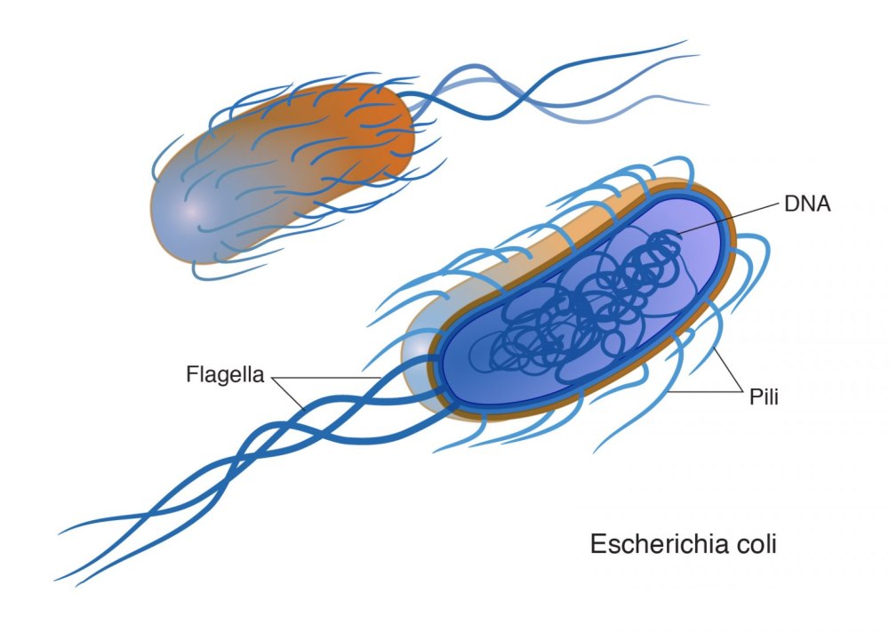 Бактерии фиолетовая хромобактерия