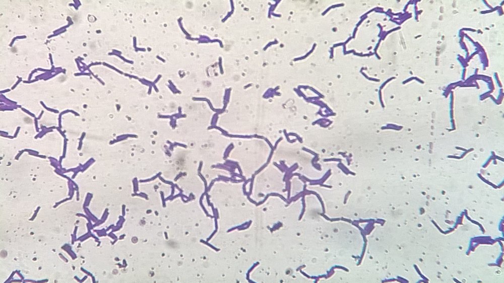 Ацидофильные лактобактерии (Lactobacillus Acidophilus)