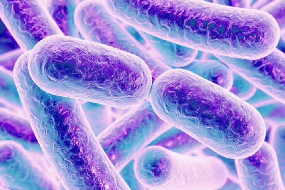 Бактерии Haemophilus influenzae