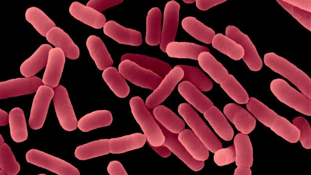 Bacillus subtilis (Сенная палочка)