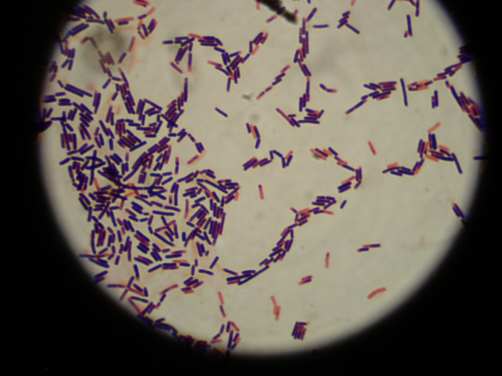 Lactobacillus Acidophilus под микроскопом