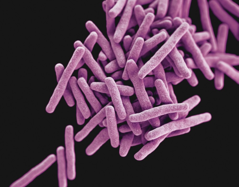 Бактерии рода Mycobacterium