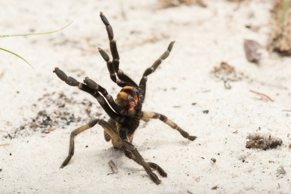 Ceratogyrus attonitifer
