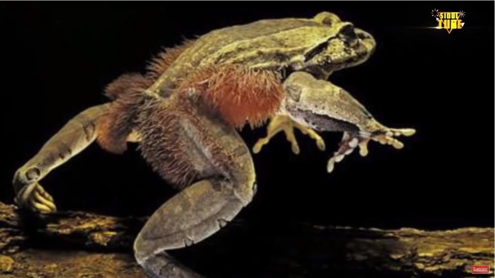 Trichobatrachus robustus