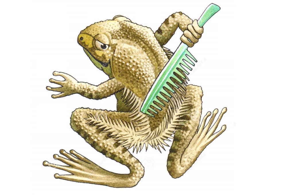 Trichobatrachus robustus