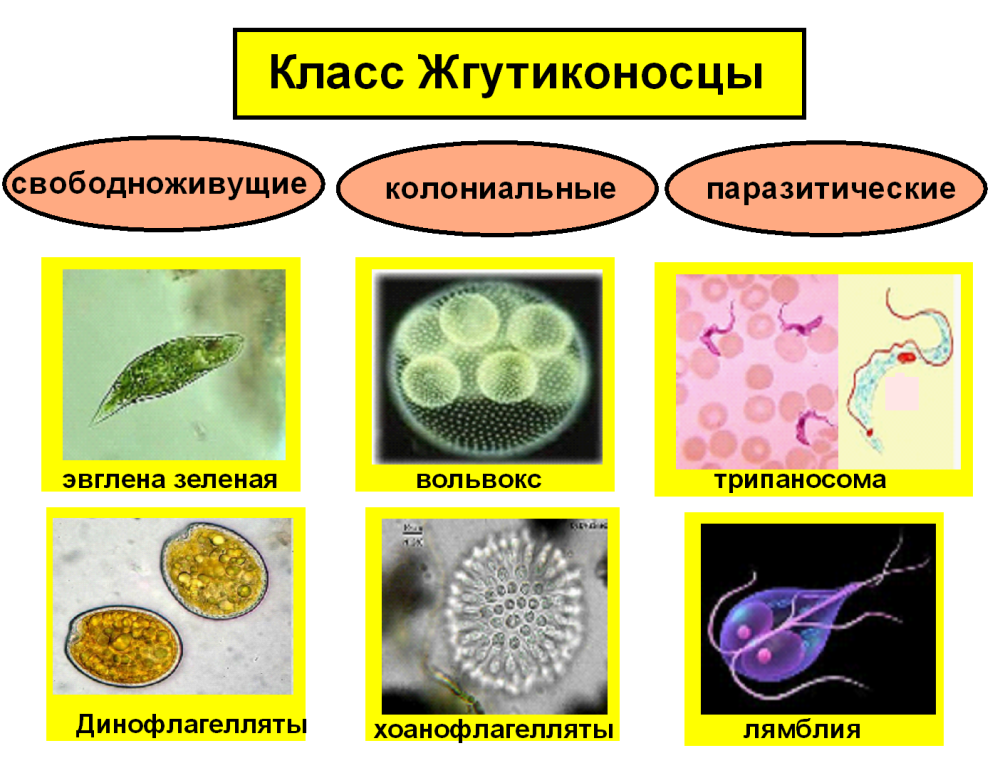 Биология 7 класс организмы. Типы одноклеточных животных. Виды простейших. Тип простейшие представители. Простейшие жгутиконосцы.