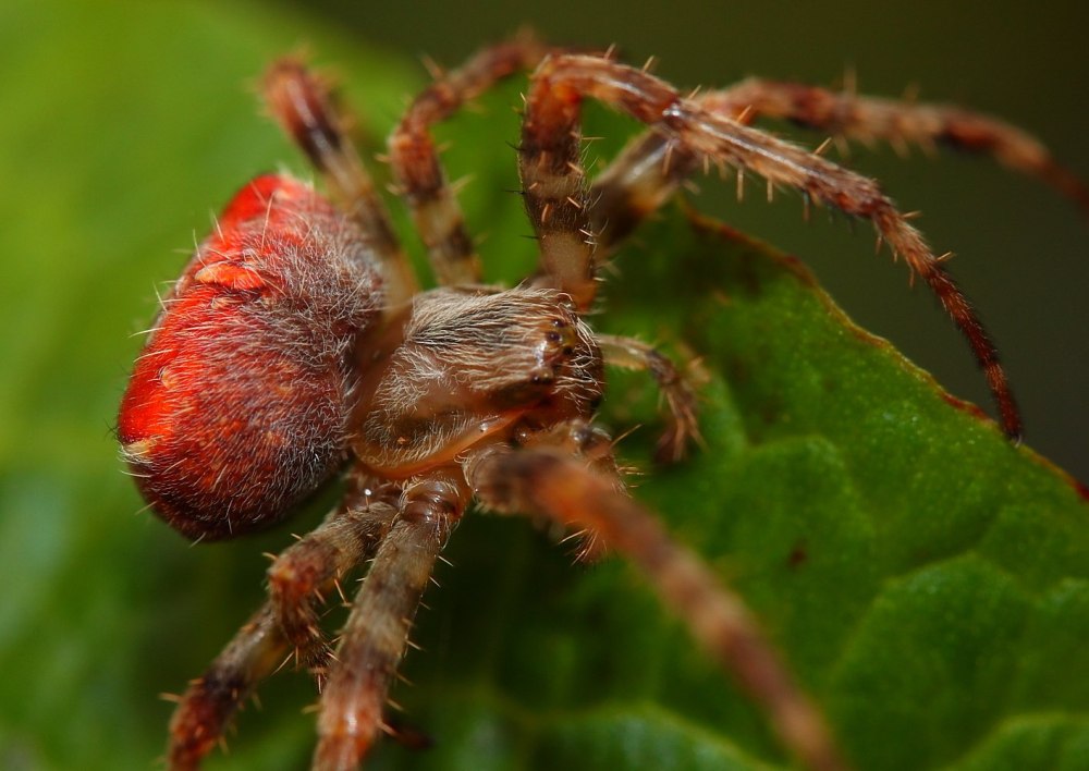 Araneus diadematus паук