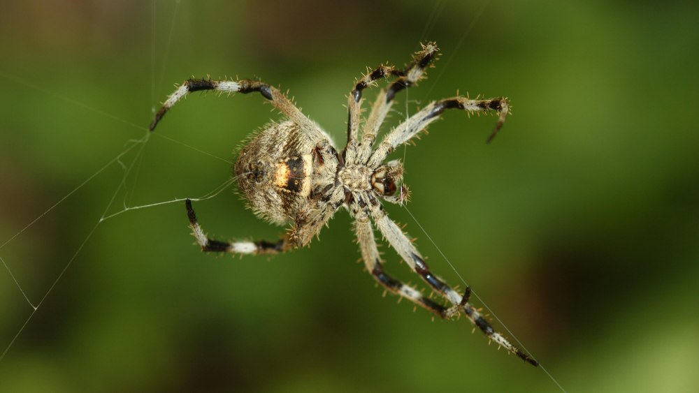Aisha Spider 15