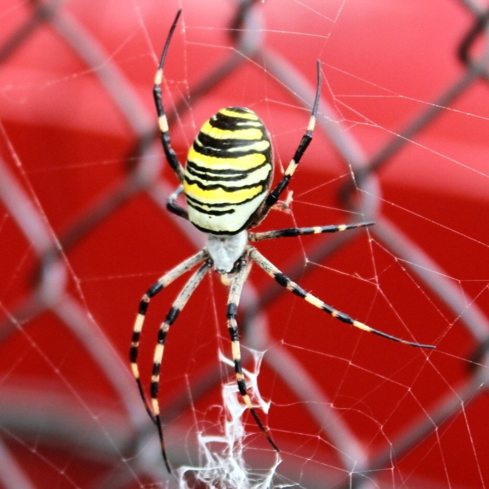 Araneus alsine - крестовик зябкий