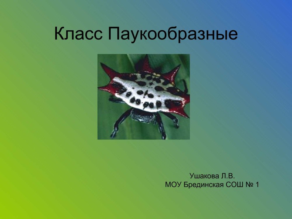 Тип Членистоногие паукообразные