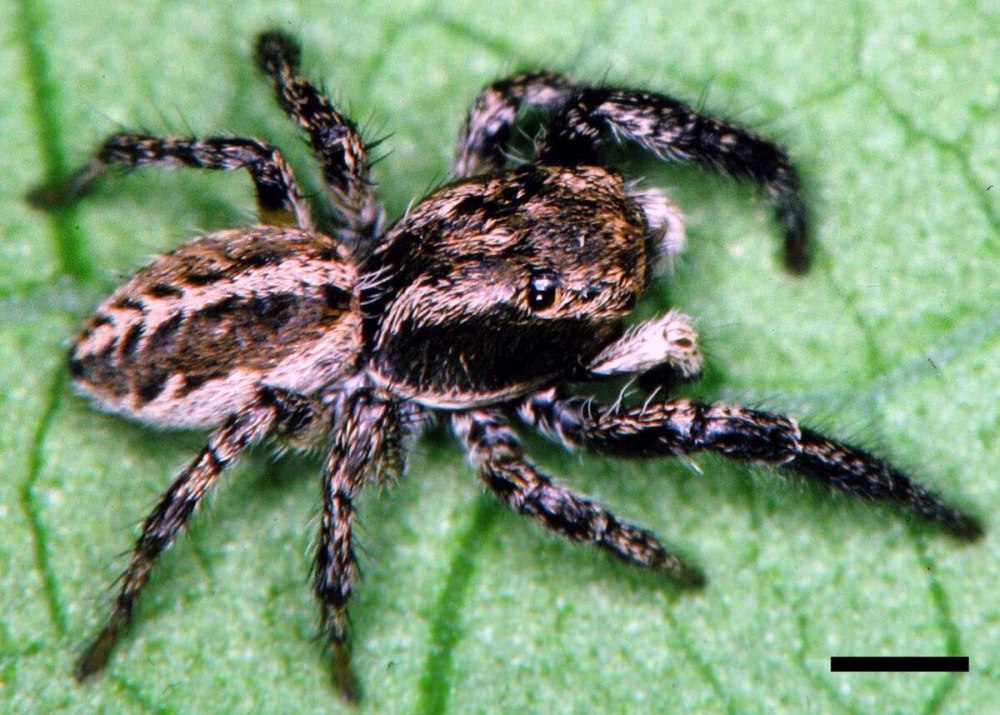 Pellenes
