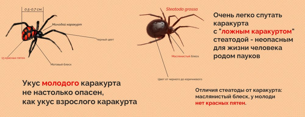 Самые опасные пауки для человека