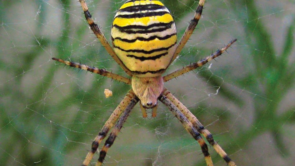 Argiope bruennichi