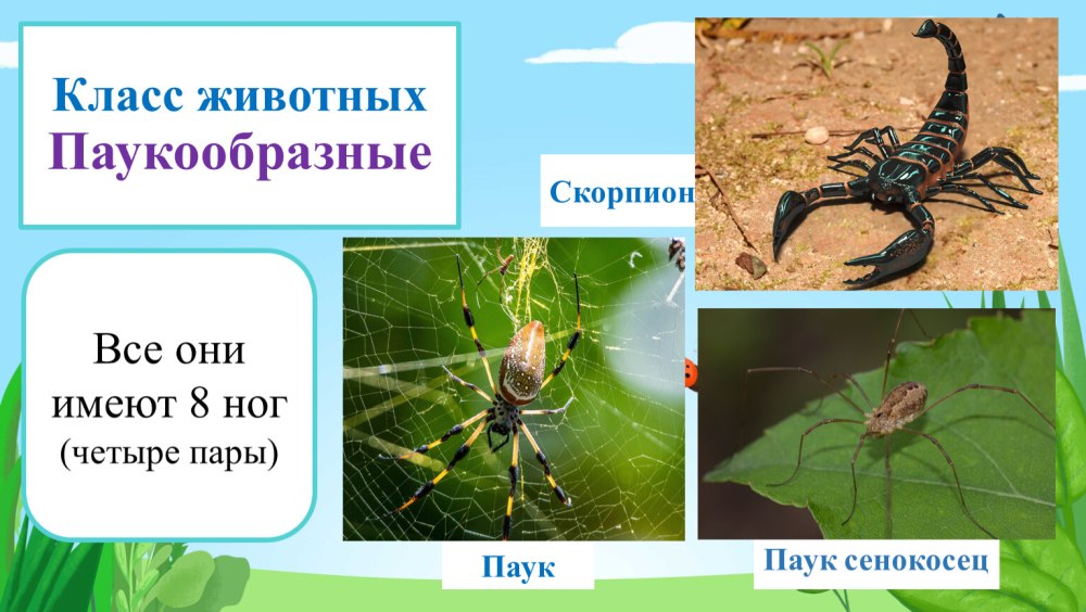 Скорпион сенокосец