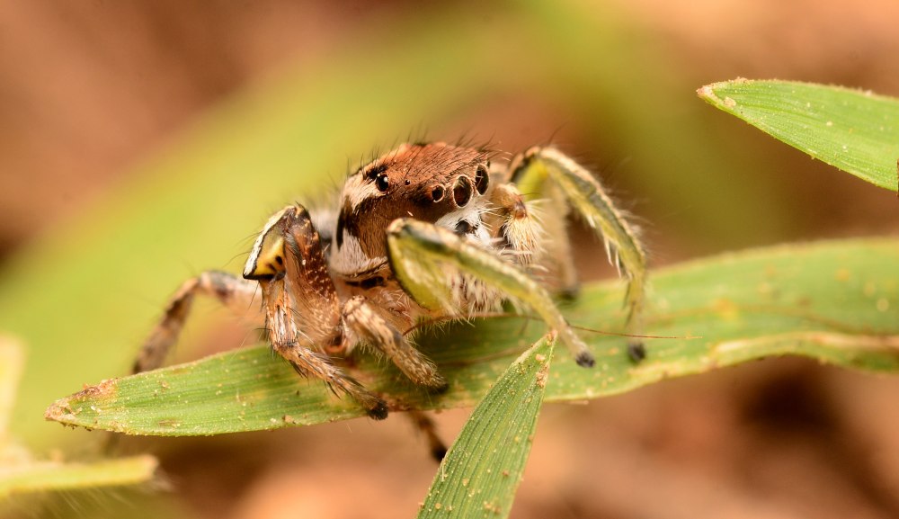 Habronattus