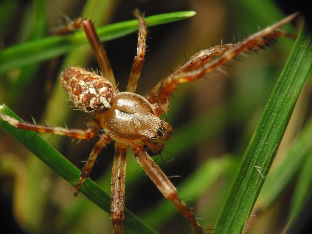 Araneus diadematus самец