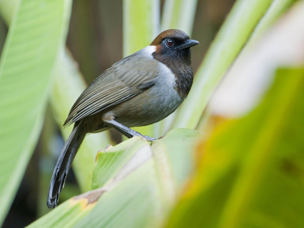 Garrulax ocellatus