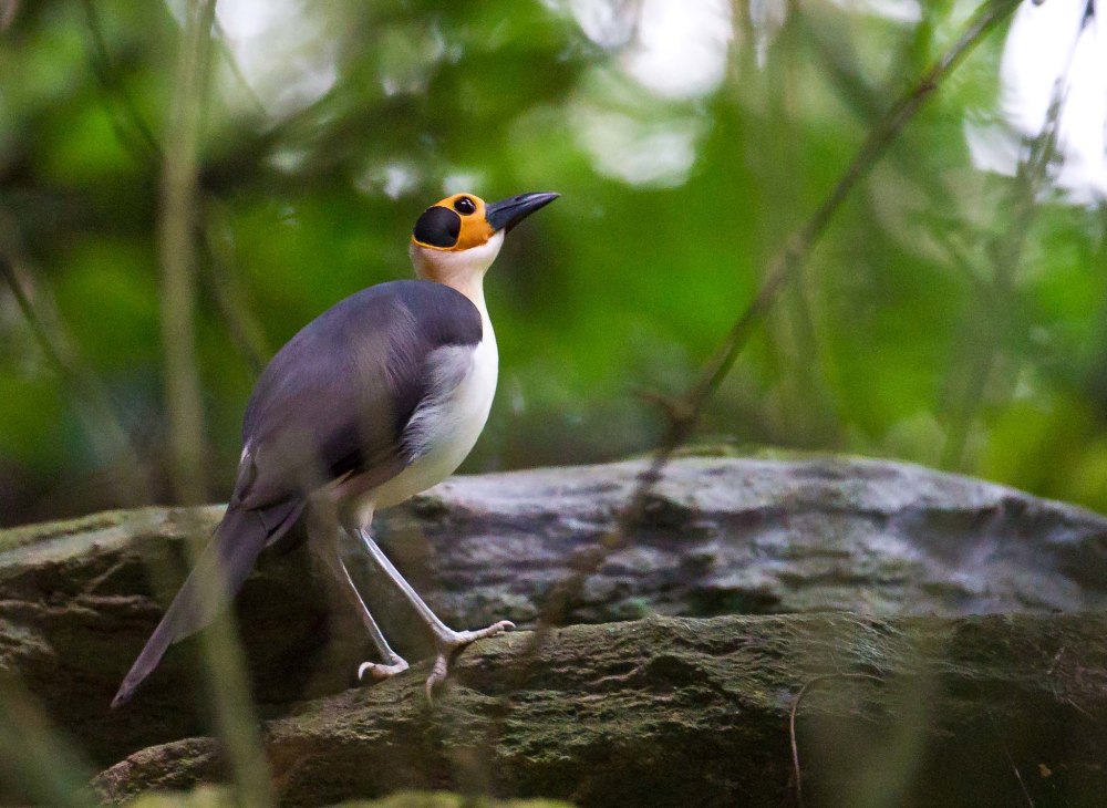 Picathartes Gymnocephalus