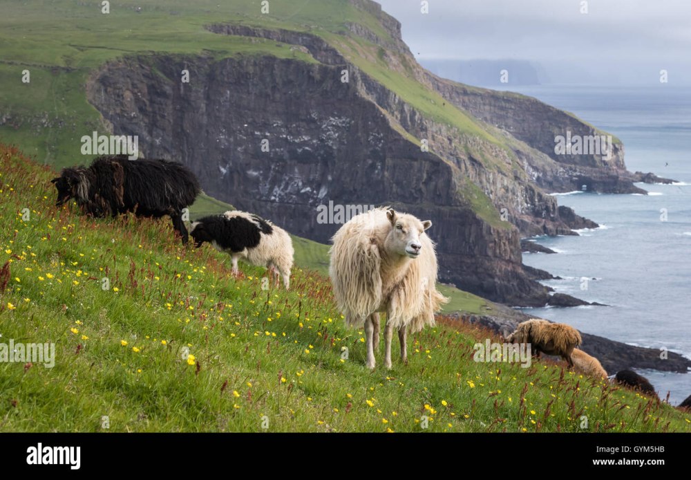 Фауна фарерских островов