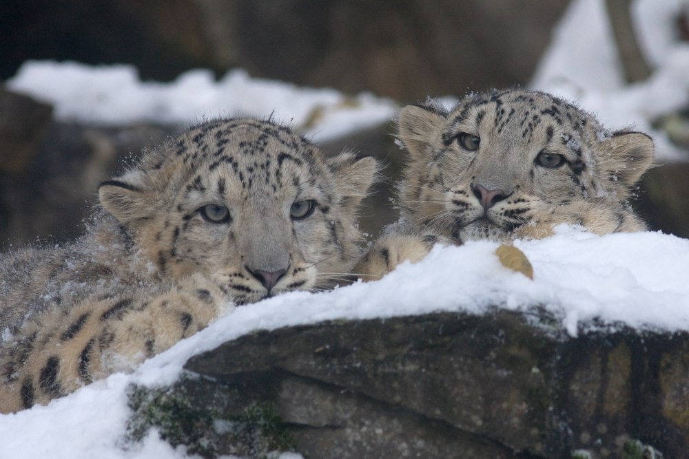 - Снежный Барс (Panthera uncia