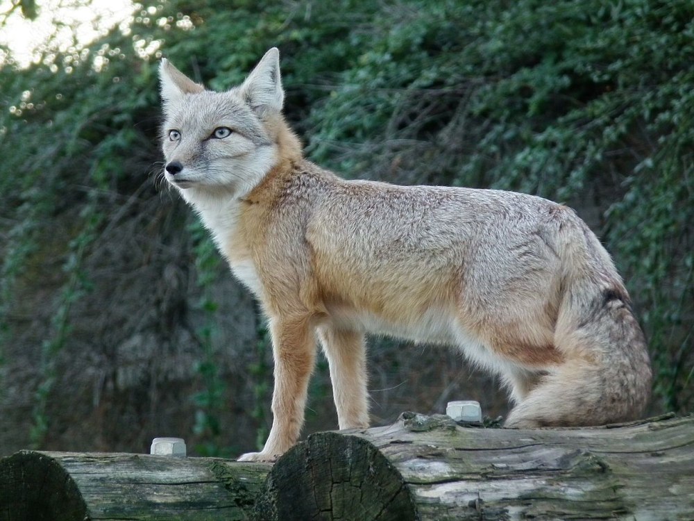 Лисичка Корсак