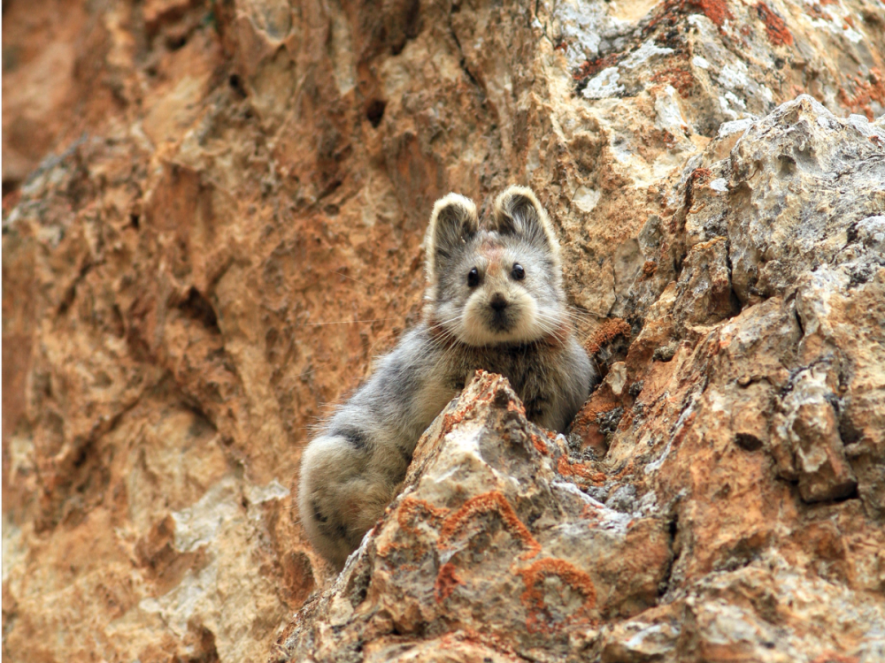 Ili Pika (Илийская пищуха)