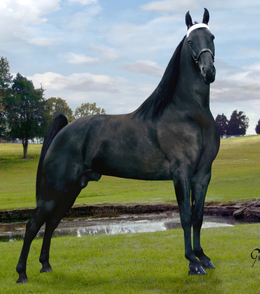 Порода лошадей галицийский
