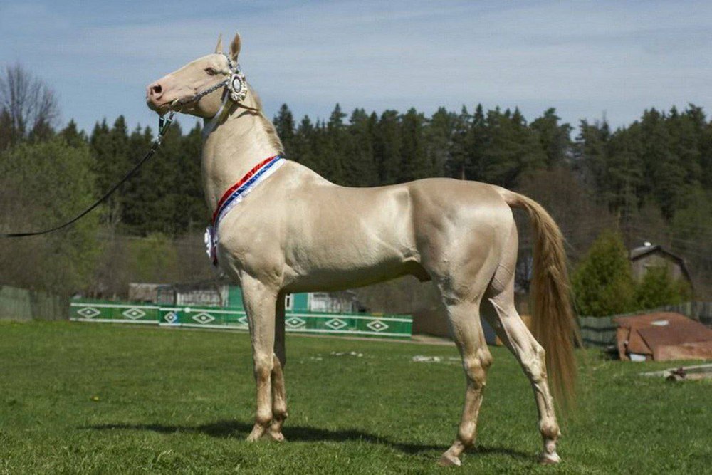 АК Гез Ахалтекинская лошадь