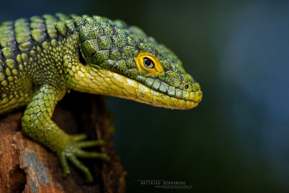 Abronia graminea