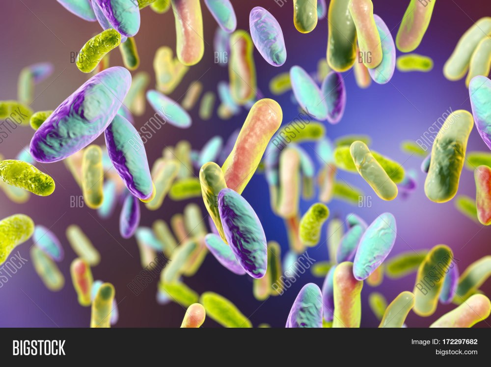 Rod-Shaped bacteria