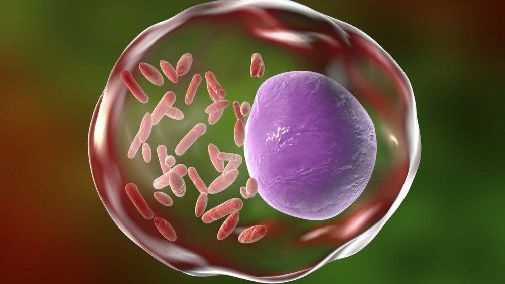 Rickettsia prowazekii микробиология