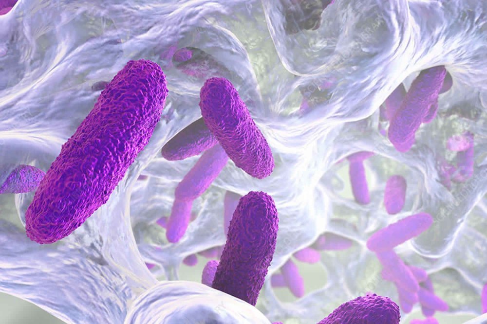 Klebsiella pneumoniae микробиология