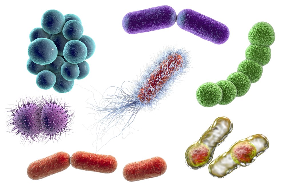 Coli Escherichia бактерии кокки