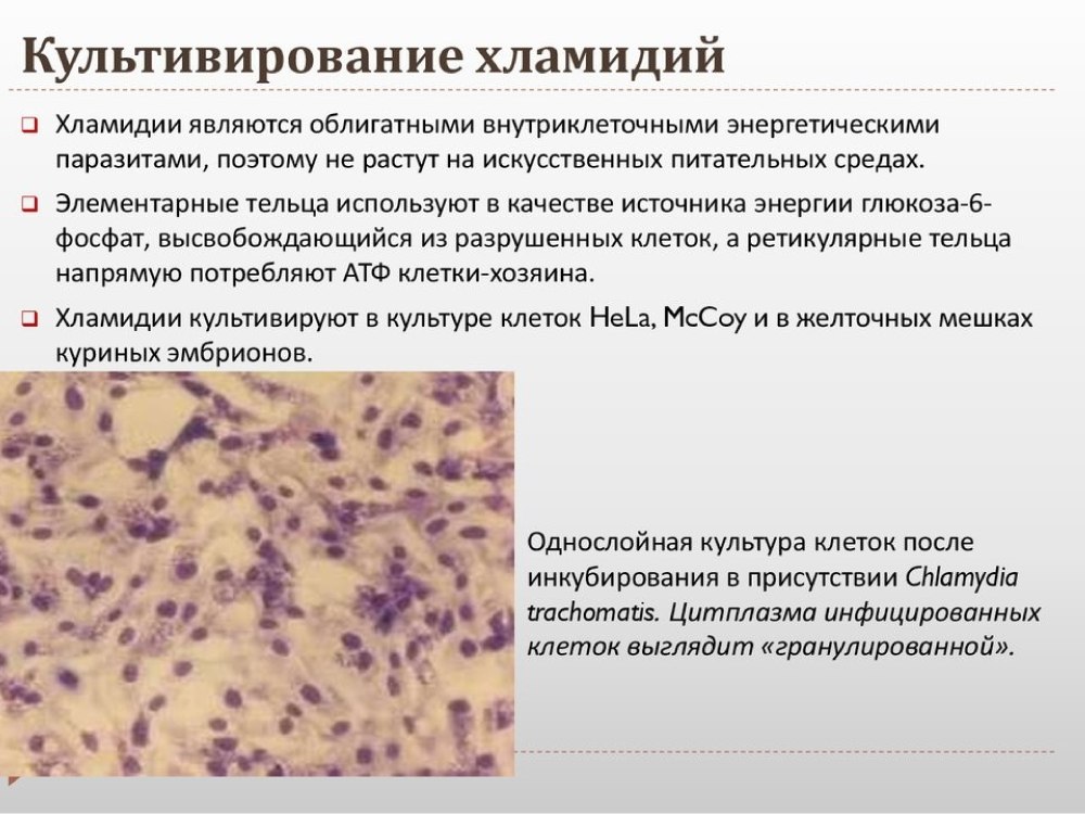Хламидии ветеринарная микробиология