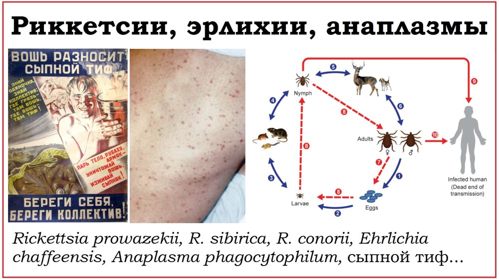 Бактерия рода Ehrlichia в коже