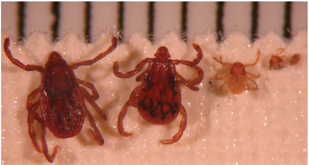 Rhipicephalus pumilio