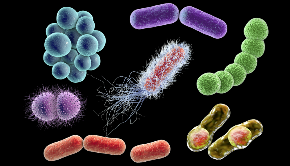 Бактерии риккетсии