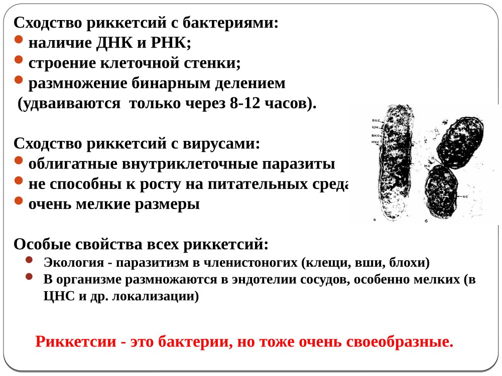 Риккетсии строение