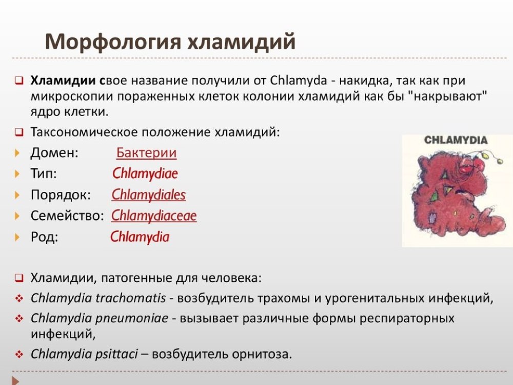 Морфологические особенности хламидий