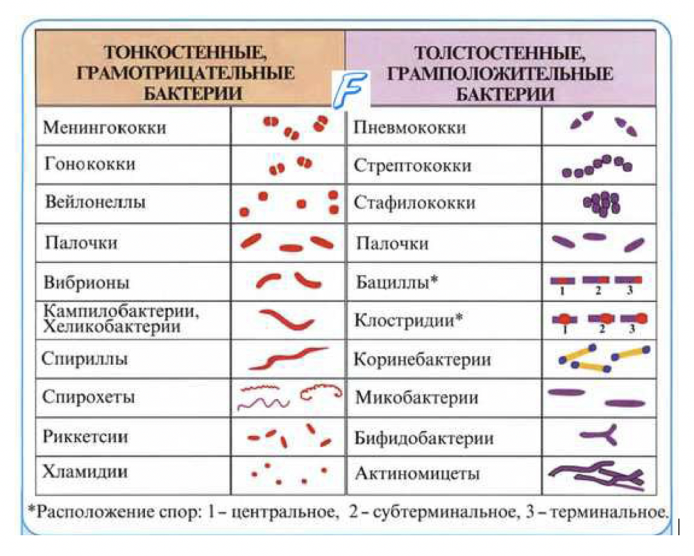 Грамположительные и грамотрицательные таблица