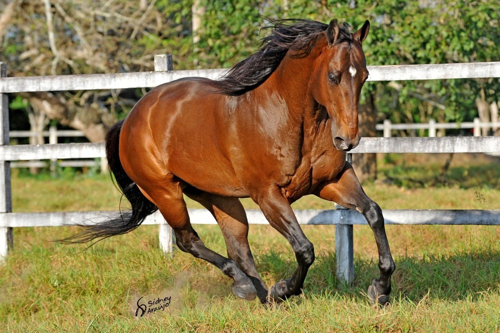 Bay Horse