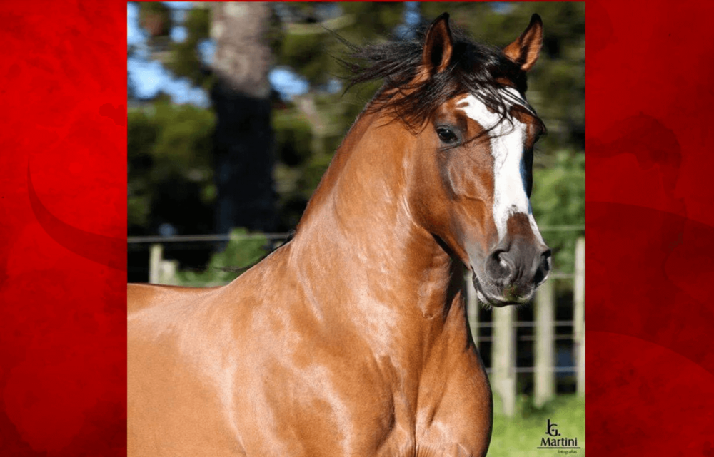 Crioulo Horse