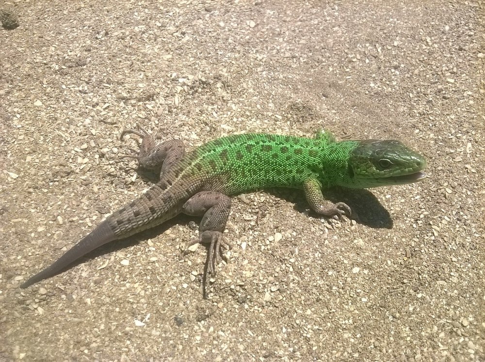 Lacerta strigata